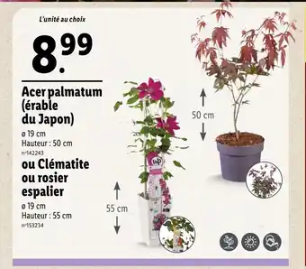 Erable Du Japon Lidl
